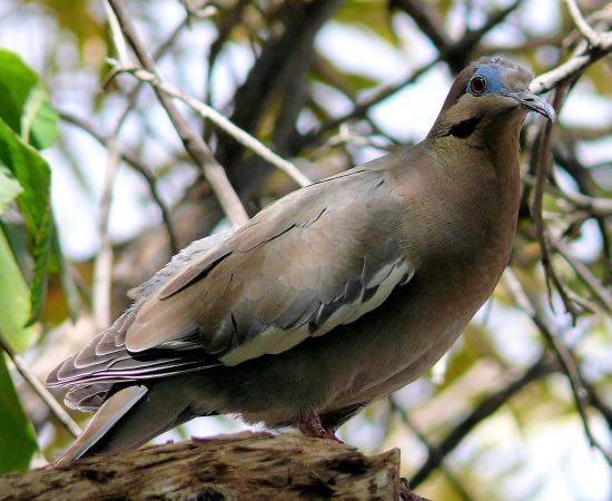 Photo (15): White-winged Dove
