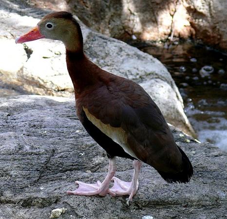 Photo (10): Black-bellied Whistling-Duck