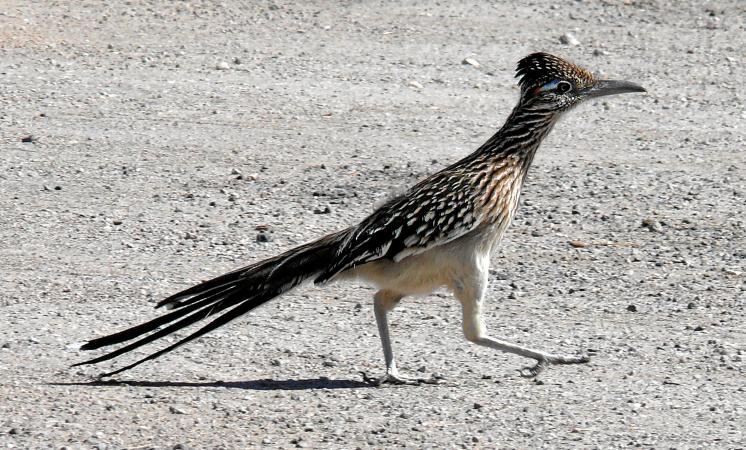 Photo (2): Greater Roadrunner