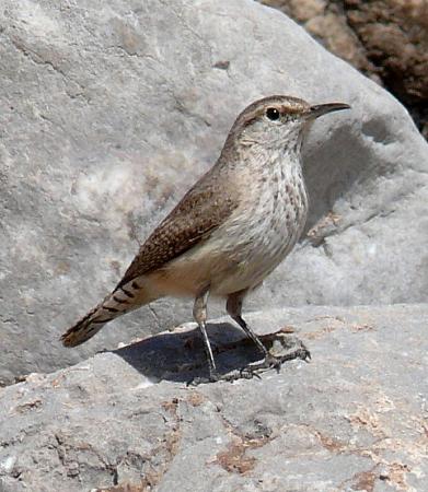 Photo (4): Rock Wren