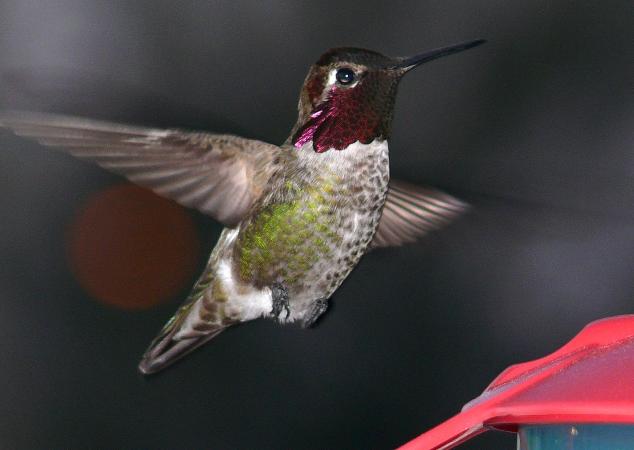 Photo (11): Anna's Hummingbird