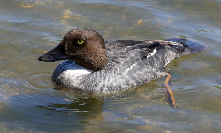Photo (4): Common Goldeneye