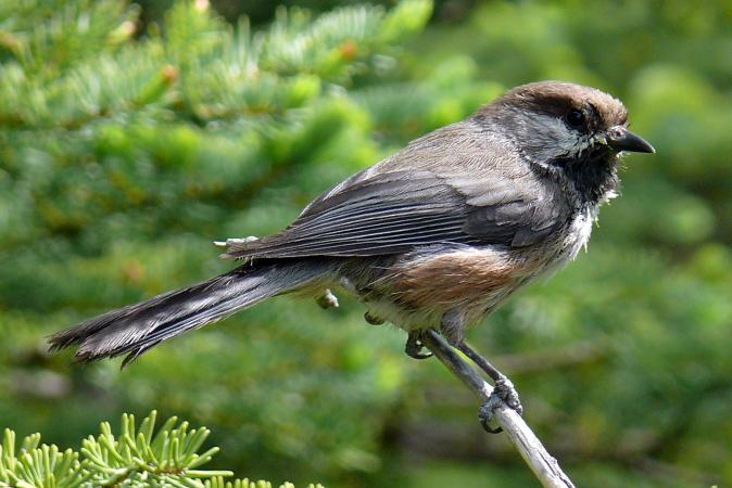 Photo (5): Boreal Chickadee