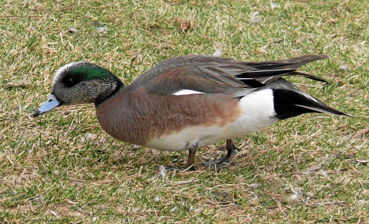 Photo (7): American Wigeon