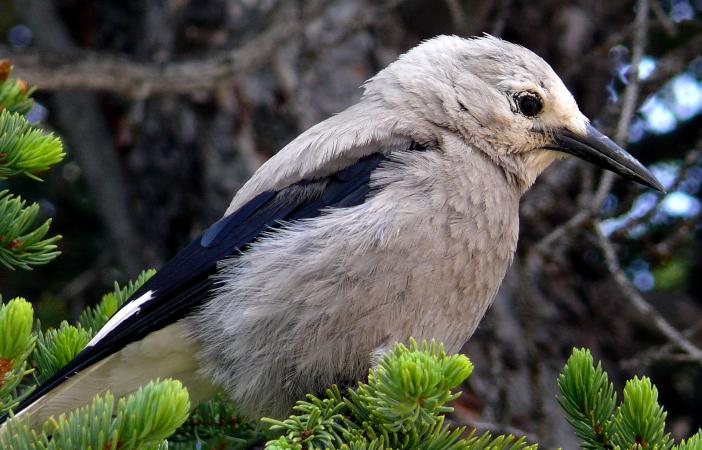 Photo (1): Clark's Nutcracker