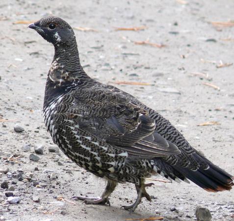 Photo (3): Spruce Grouse