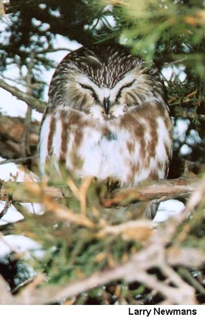 Photo (6): Northern Saw-whet Owl