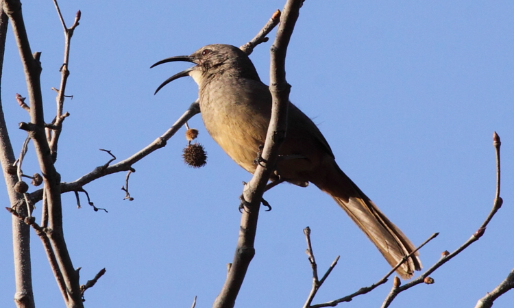 Photo (3): California Thrasher