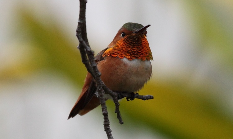 Photo (1): Allen's Hummingbird