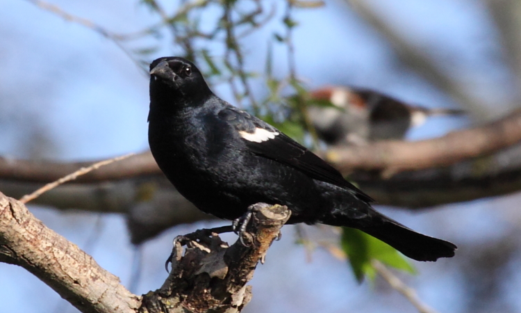 Photo (2): Tricolored Blackbird