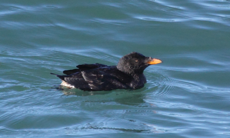 Photo (2): Rhinoceros Auklet