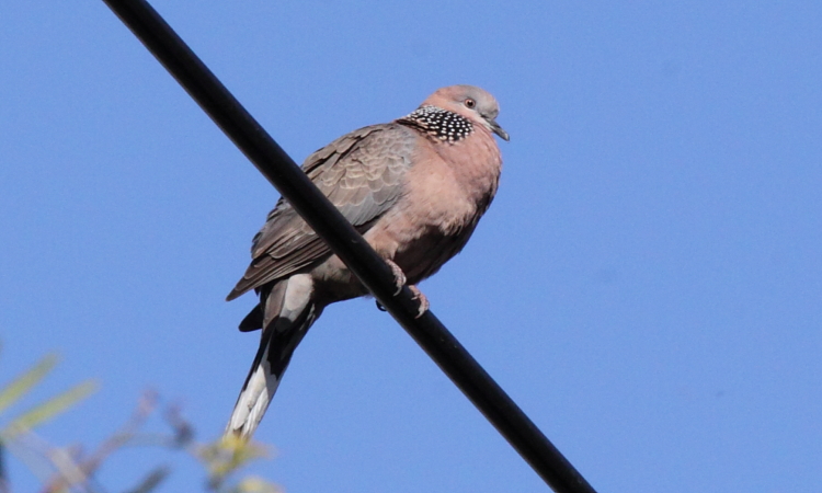 Photo (2): Spotted Dove
