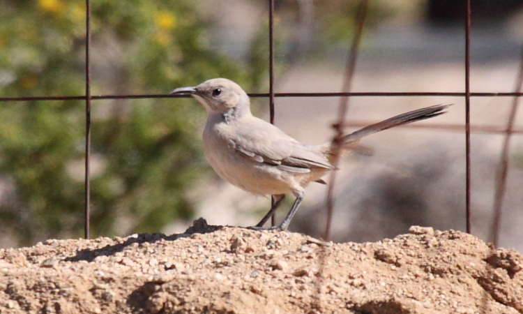 Photo (1): Le Conte's Thrasher
