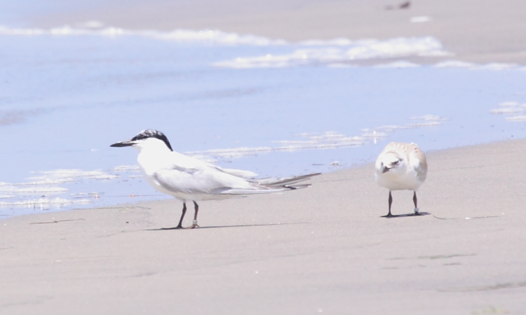 Photo (21): Gull-billed Tern