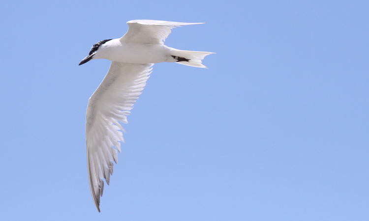 Photo (2): Gull-billed Tern