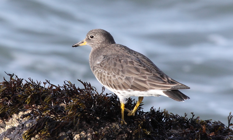 Photo (3): Surfbird