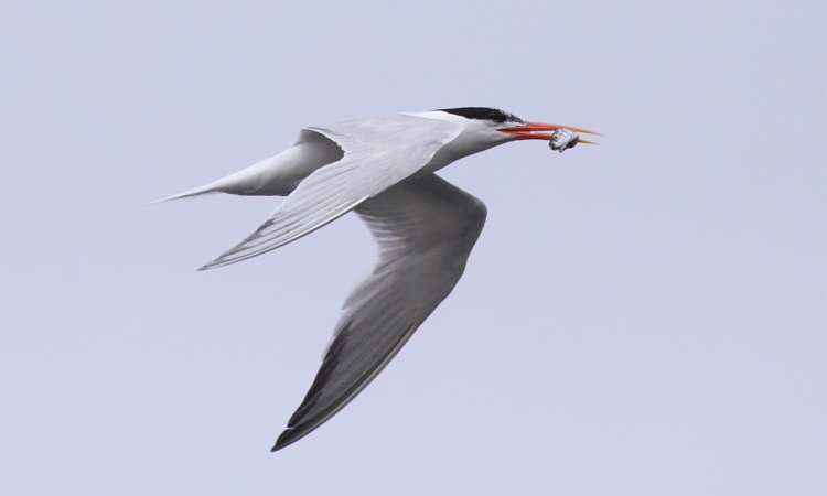 Photo (7): Elegant Tern
