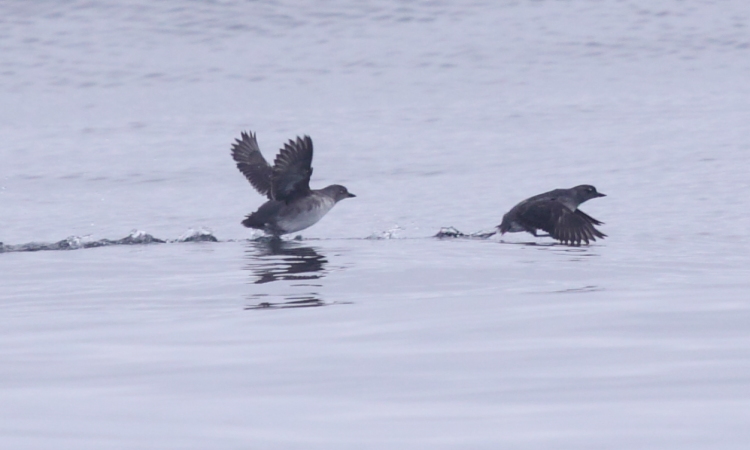 Photo (3): Cassin's Auklet