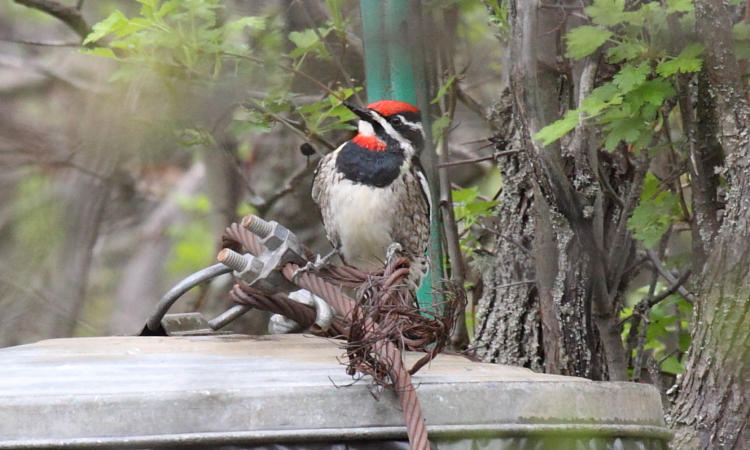 Photo (1): Red-naped Sapsucker