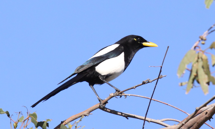 Photo (4): Yellow-billed Magpie