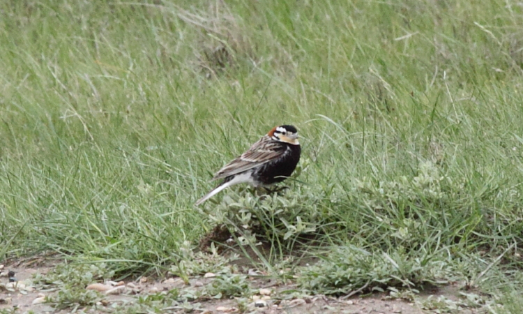 Photo (3): Chestnut-collared Longspur