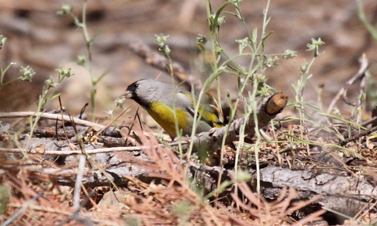 Photo (9): Lawrence's Goldfinch