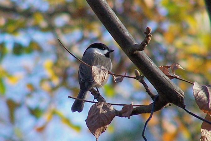 Photo (8): Carolina Chickadee