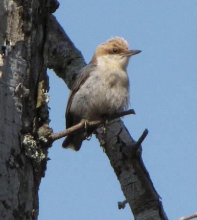 Photo (4): Brown-headed Nuthatch