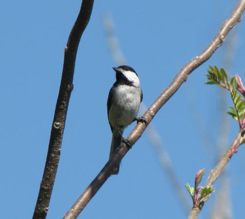 Photo (9): Carolina Chickadee