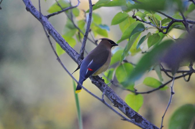 Photo (15): Cedar Waxwing