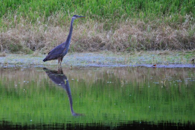 Photo (19): Great Blue Heron