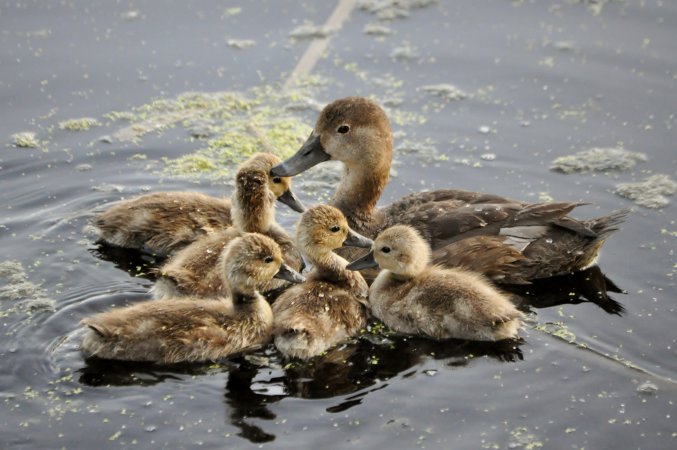 Photo (21): Northern Pintail