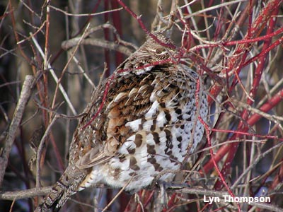 Photo (6): Ruffed Grouse