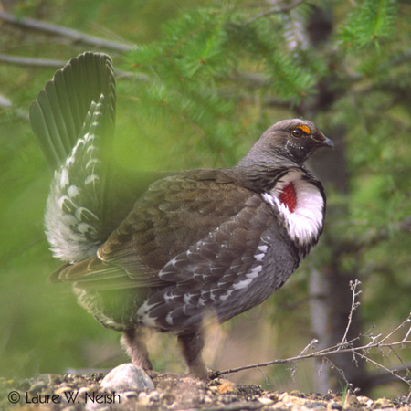 Photo (1): Dusky Grouse