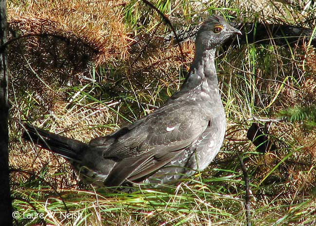 Photo (2): Dusky Grouse