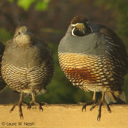 Photo (9): California Quail