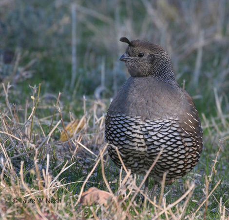 Photo (5): California Quail