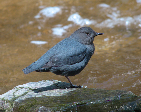Photo (3): American Dipper