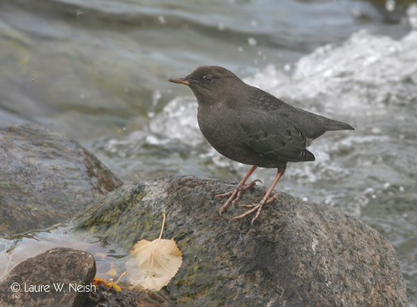 Photo (5): American Dipper