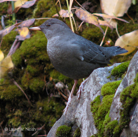 Photo (2): American Dipper