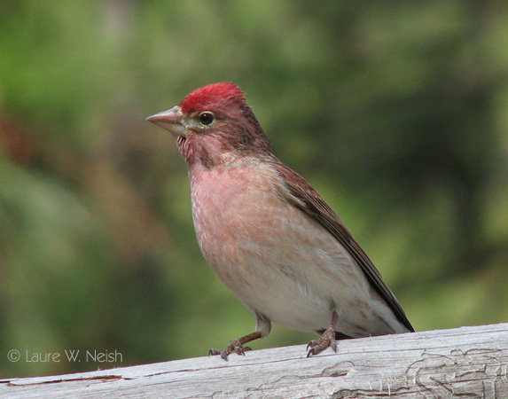 Photo (1): Cassin's Finch