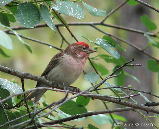 Photo (3): Cassin's Finch