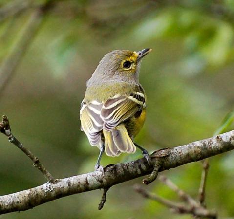 Photo (8): White-eyed Vireo