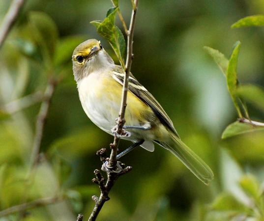 Photo (7): White-eyed Vireo