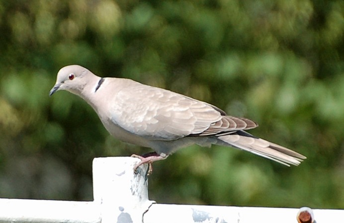 Photo (16): Eurasian Collared-Dove
