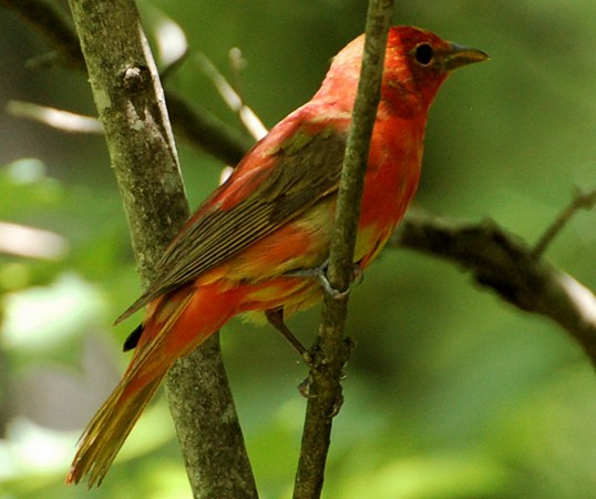 Photo (26): Summer Tanager