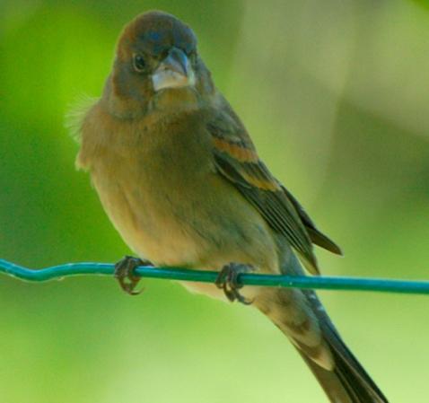 Photo (22): Blue Grosbeak