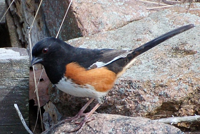 Photo (17): Eastern Towhee
