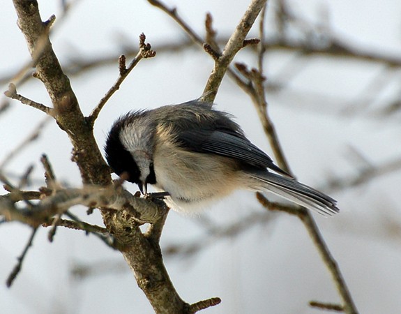 Photo (10): Carolina Chickadee
