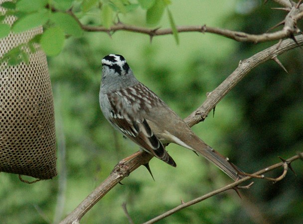 Photo (16): White-crowned Sparrow